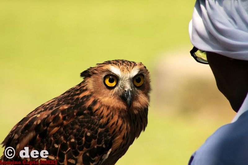 IMAGE: http://i1189.photobucket.com/albums/z423/deemunar/WildLife/MalayanEagleOwl.jpg