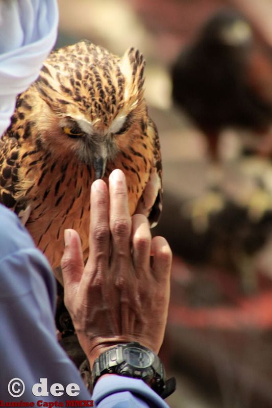 IMAGE: http://i1189.photobucket.com/albums/z423/deemunar/WildLife/WatchThis.jpg