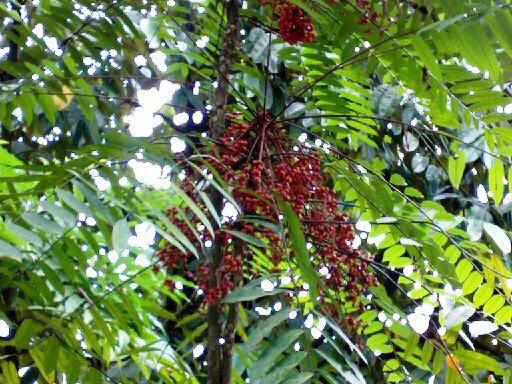 Benih Bibit Tanaman Gaharu Sengon Dll Kaskus The Largest Benih Bibit Tanaman Gaharu Sengon Dll Kaskus The Largest
