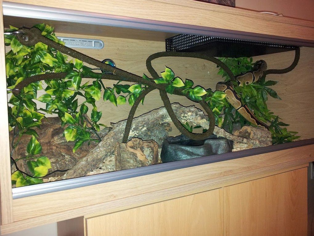 Snake viv Decor. Reptile Forums