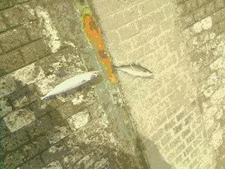 IMG0081A.jpg