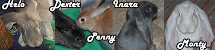 photo BBBanner_zps5469a80c.jpg