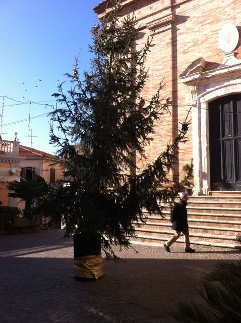 albero di Massignano