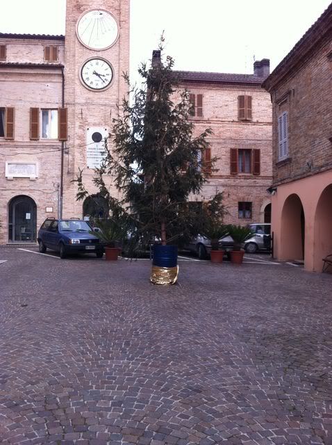 Albero di Massignano2