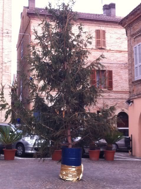 albero di Massignano