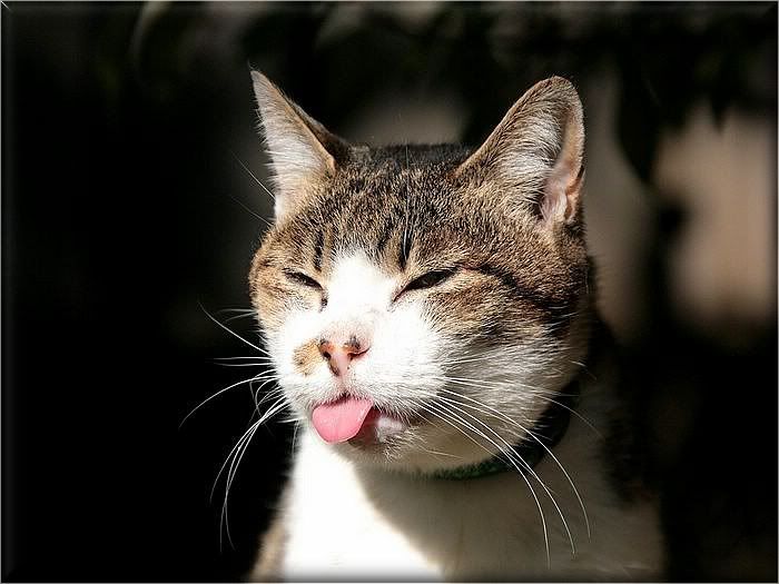 Коты и кошки Photobucket