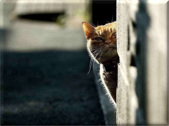 Коты и кошки Photobucket