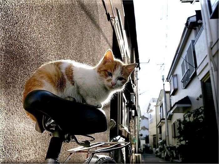 Коты и кошки Photobucket