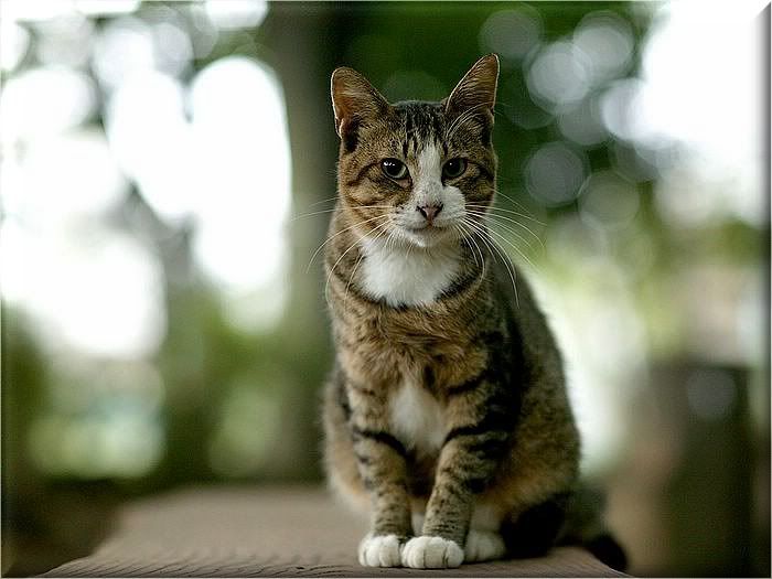 Коты и кошки Photobucket