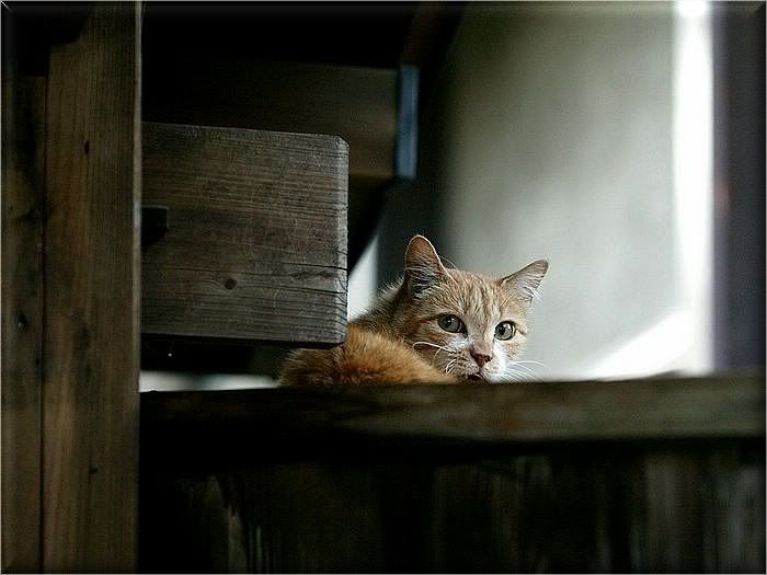 Коты и кошки Photobucket