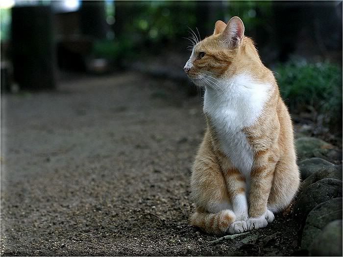 Коты и кошки Photobucket