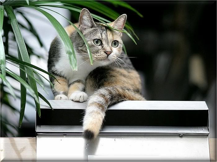 Коты и кошки Photobucket