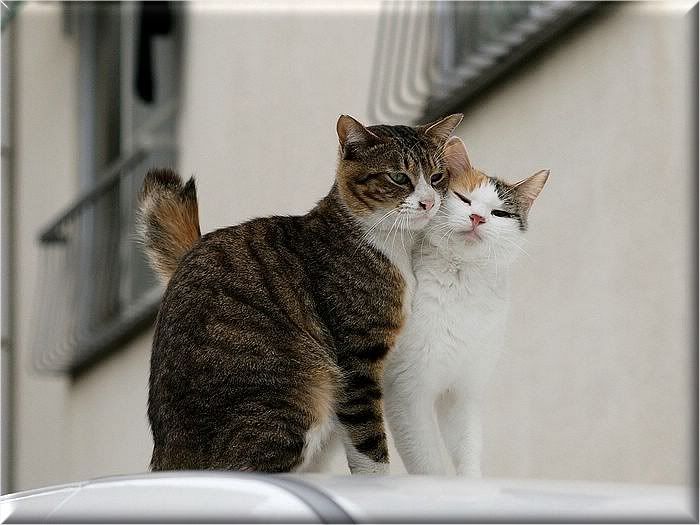 Коты и кошки Photobucket