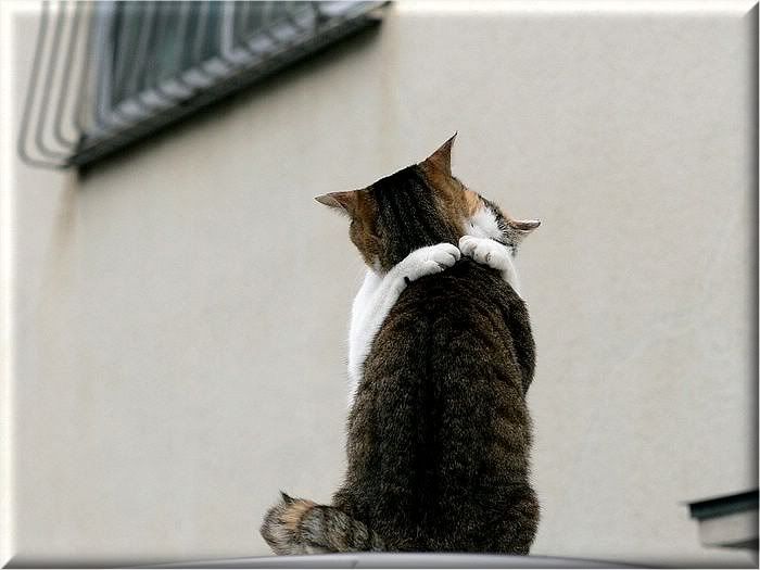 Коты и кошки Photobucket