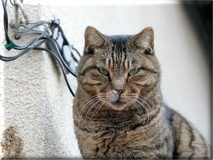 Коты и кошки Photobucket