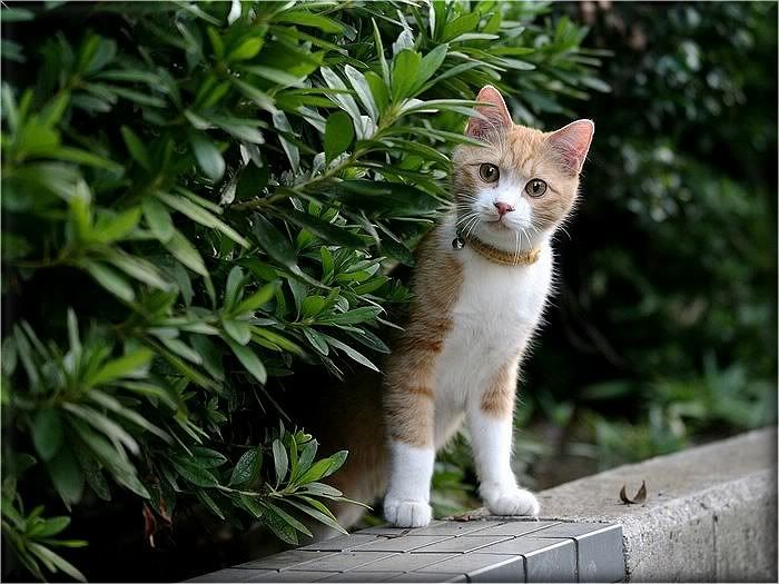 Коты и кошки Photobucket