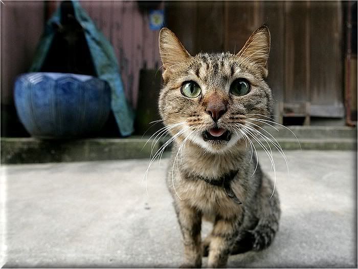 Коты и кошки Photobucket