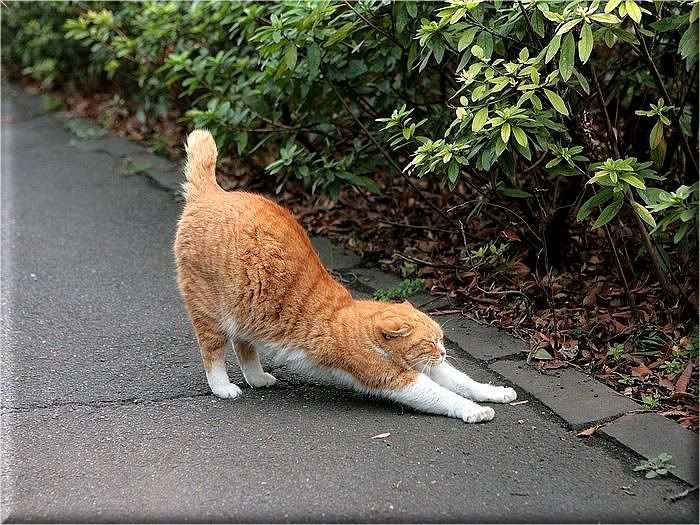 Коты и кошки Photobucket