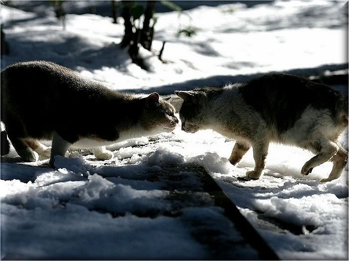 Коты и кошки Photobucket