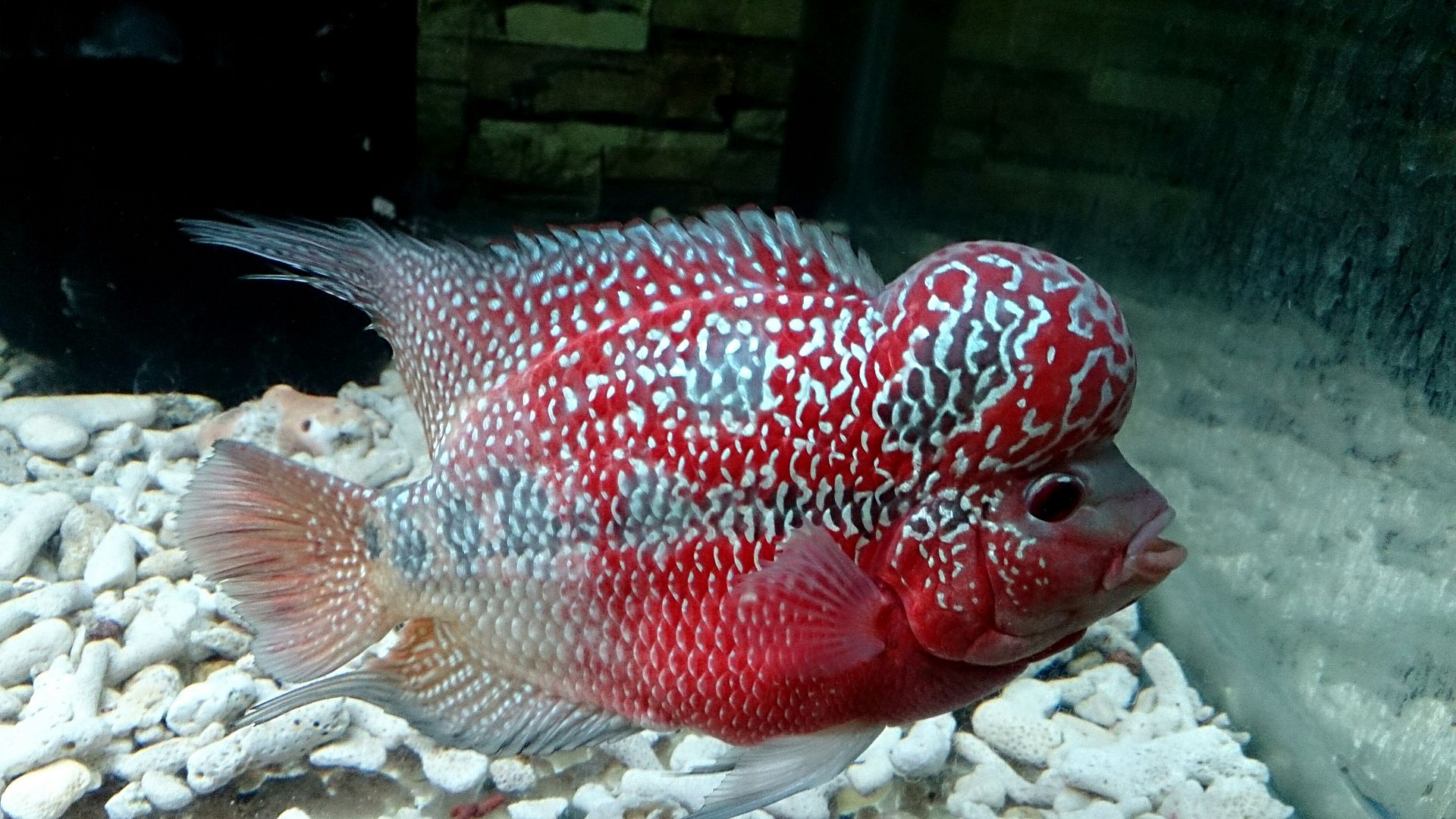 [CÁ LA HÁN] - RED KING KAM FA ( SIÊU VIP ) GIÁ sinh viên đây , CỰC KÌ ĐẸP mà giá RẺ - 2