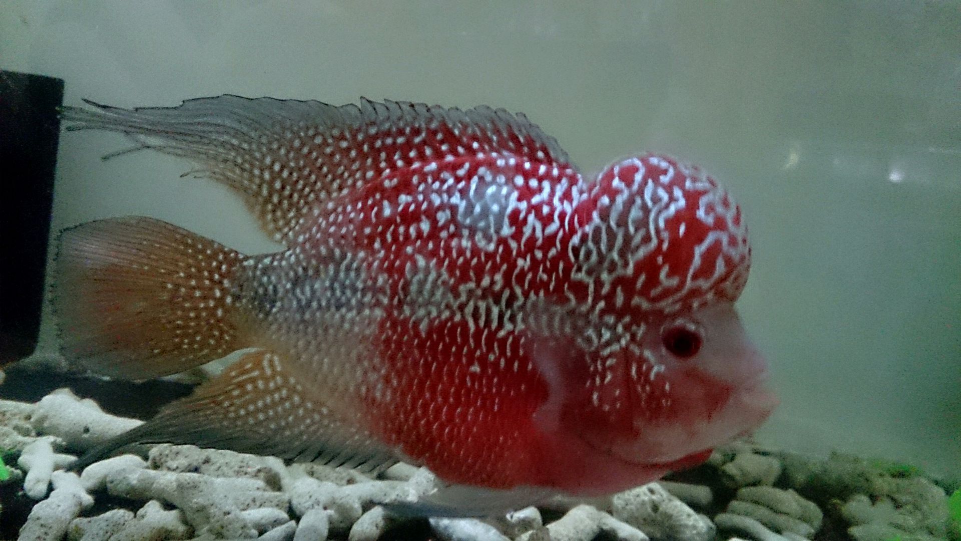 [CÁ LA HÁN] - RED KING KAM FA ( SIÊU VIP ) GIÁ sinh viên đây , CỰC KÌ ĐẸP mà giá RẺ