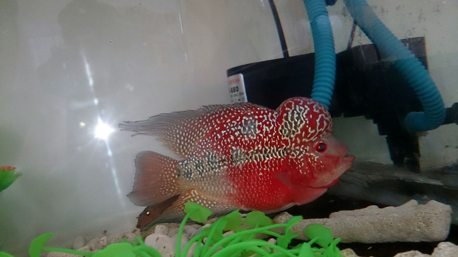 [CÁ LA HÁN] - RED KING KAM FA ( SIÊU VIP ) GIÁ sinh viên đây , CỰC KÌ ĐẸP mà giá RẺ - 3