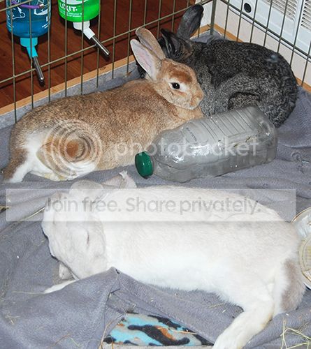  photo BottleSnuggle_zpsdc91bb74.jpg