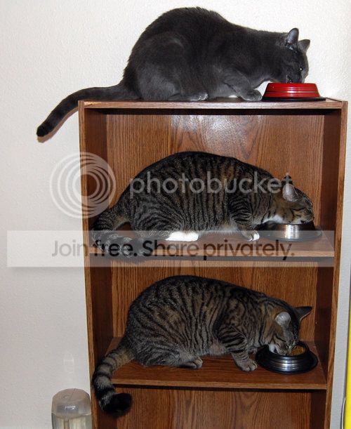  photo CatsFeeding_zpse42a7eda.jpg