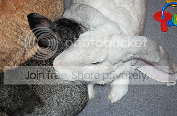  photo DexMontSnuggle_zps1774e88d.jpg