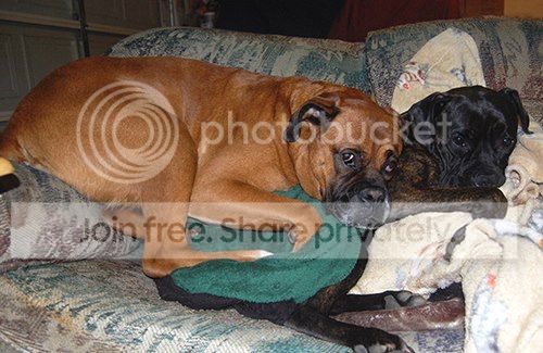  photo Dogs_zps82fb2398.jpg
