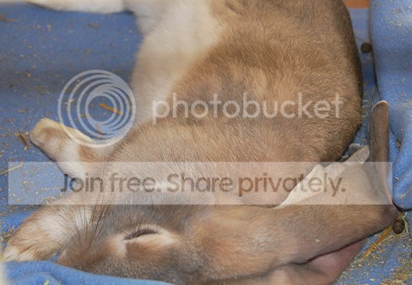  photo HeloFlop_zps294eb815.jpg