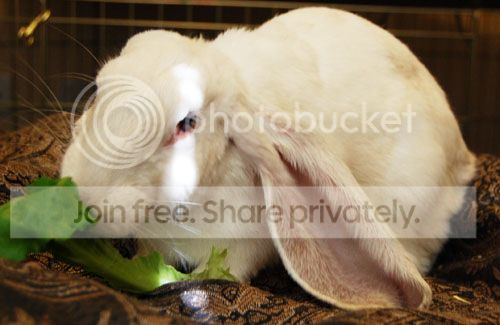  photo Monty2_zps25c18e61.jpg