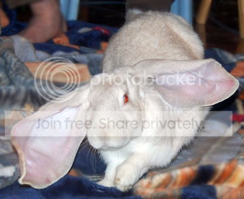  photo Monty4_zps1e043995.jpg
