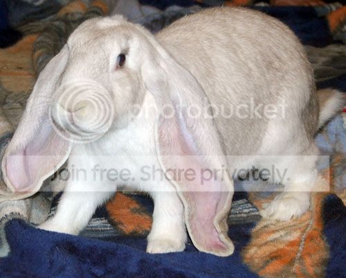  photo Monty5_zps28cfd0e0.jpg