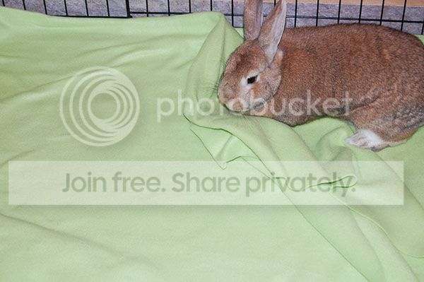  photo Penny2_zpsb01521df.jpg