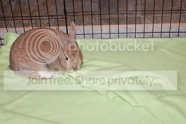  photo Penny4_zpsaff0b28a.jpg