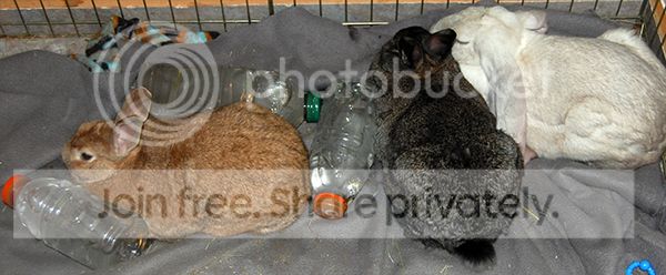  photo PennyBottles_zps44453809.jpg