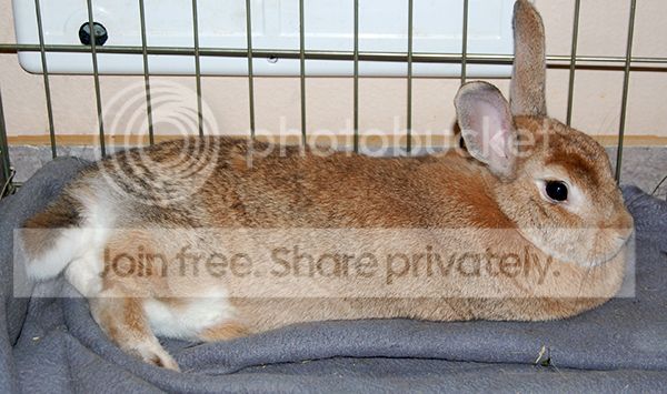  photo Penny_zps287dabbc.jpg