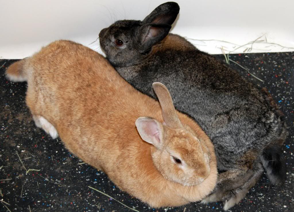  photo Rabbits26_zpsc9d6b1e5.jpg