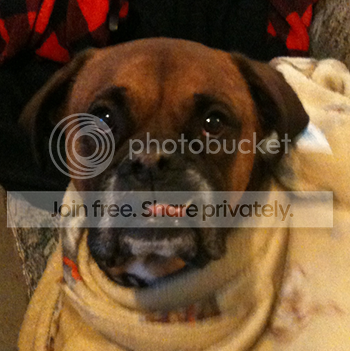 photo ZeusBlanket_zpscfddad01-1_zpscef14882.png