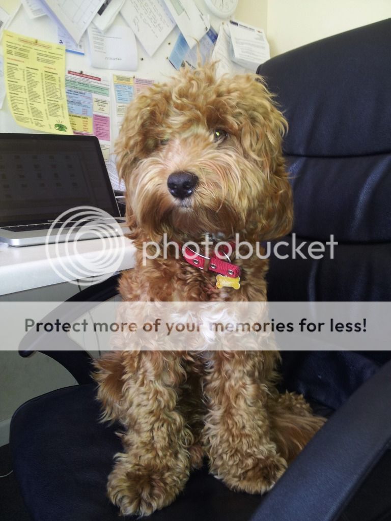 Post Your Age Progression Pictures Here! | I Love My Cockapoo Forums