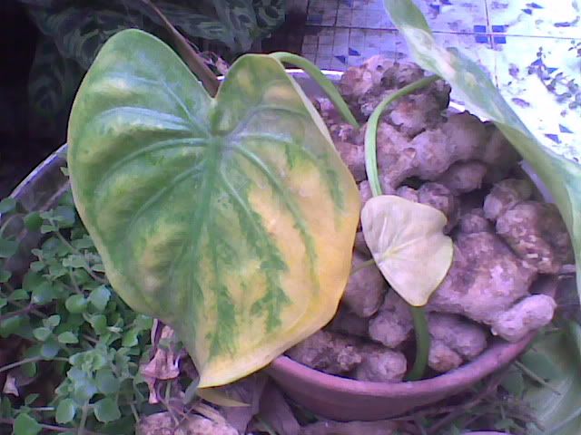 Hai loại ngải yêu đặc biệt